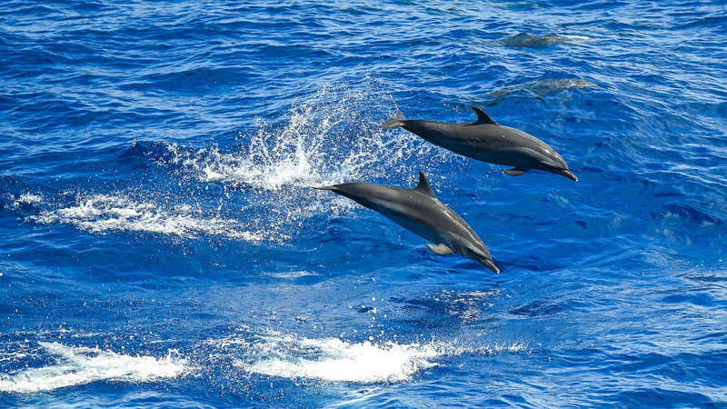 Experts_Advocate_a_Shared_Maritime_Future - Namaste Headlines Experts_Advocate_a_Shared_Maritime_Future