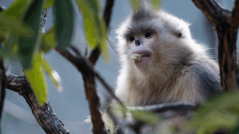 Explore_Rare_Wildlife__CGTN_s__Echoes_of_the_Wild__Earth_Day_Launch