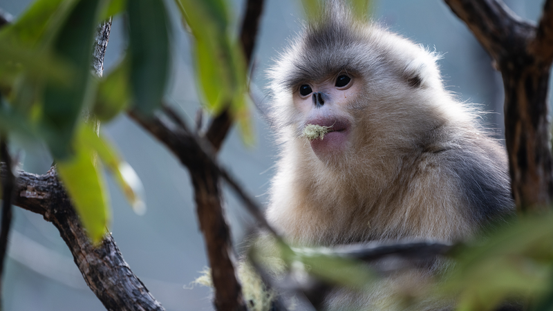 Explore_Rare_Wildlife__CGTN_s__Echoes_of_the_Wild__Earth_Day_Launch - Namaste Headlines Explore_Rare_Wildlife__CGTN_s__Echoes_of_the_Wild__Earth_Day_Launch