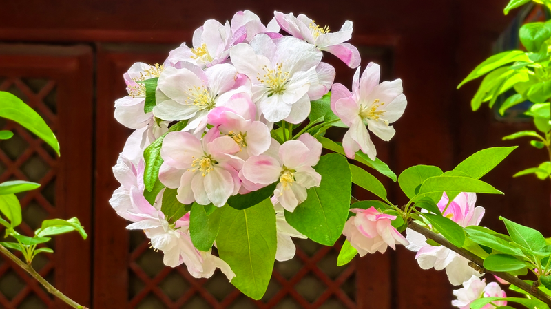 Fayuan_Temple_in_Bloom__Springtime_Crabapple_Magic - Namaste Headlines Fayuan_Temple_in_Bloom__Springtime_Crabapple_Magic