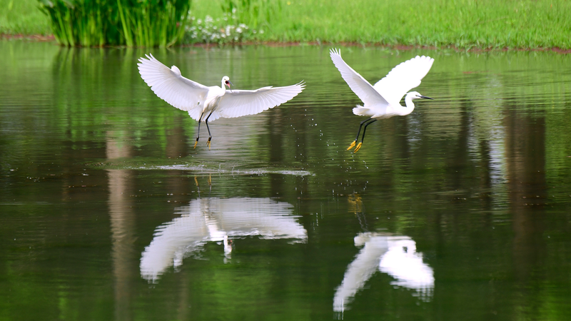 Foraging_Egrets_Shine_in_Yunnan_Wetland_Revival - Namaste Headlines Foraging_Egrets_Shine_in_Yunnan_Wetland_Revival