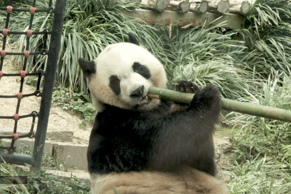 Global_Flock_Favors_Macao_s_Giant_Panda_Pavilion video poster