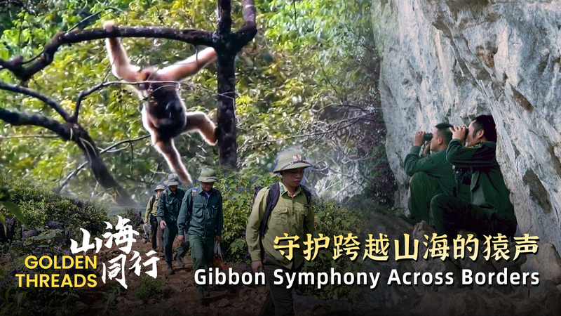 Golden_Gibbons_Swing_Back__A_Cross_Border_Triumph_poster - Namaste Headlines Golden_Gibbons_Swing_Back__A_Cross_Border_Triumph video poster