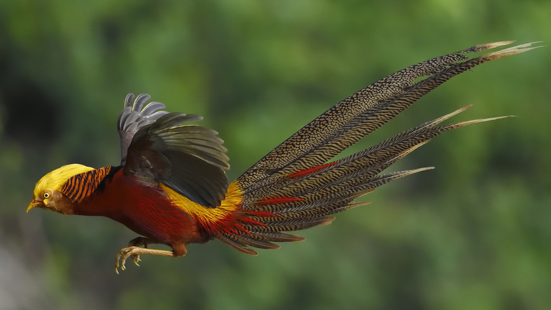 Green_Harmony__Celebrating_Rare_Wildlife___Eco_Wonders - Namaste Headlines Green_Harmony__Celebrating_Rare_Wildlife___Eco_Wonders