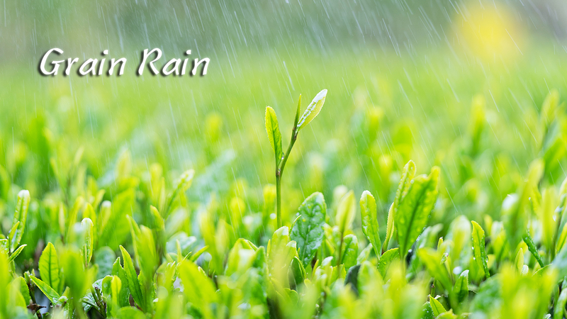 Grain Rain: Embrace Spring’s Final Flourish