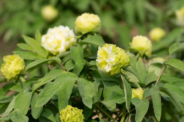 Heze Blooms: Global Peony Festival Captivates the World Heze_Blooms__Global_Peony_Festival_Captivates_the_World