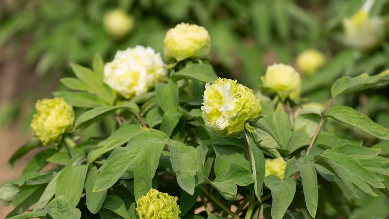 Heze_Blooms__Global_Peony_Festival_Captivates_the_World - Namaste Headlines Heze_Blooms__Global_Peony_Festival_Captivates_the_World