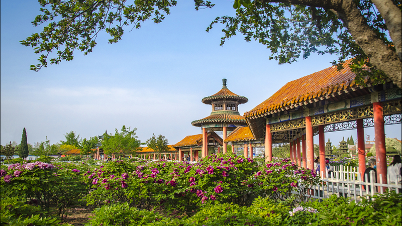 Heze_Peony_Festival_2025__Culture_in_Full_Bloom_ video poster