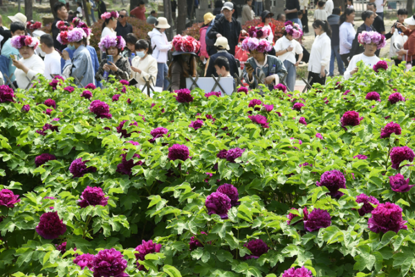 Heze_s_Peony_Festival_Blooms_with_Culture___Growth