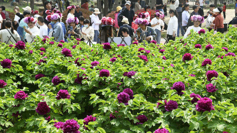 Heze_s_Peony_Festival_Blooms_with_Culture___Growth