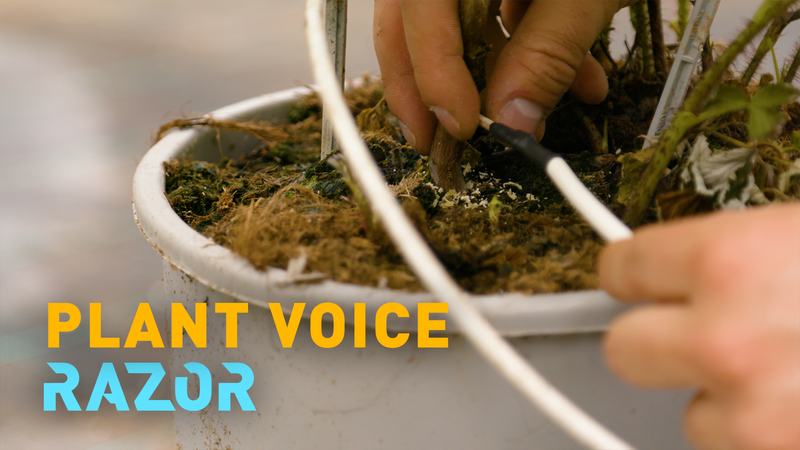 High_Tech_Toothpick_Boosts_Sustainable_Farming video poster