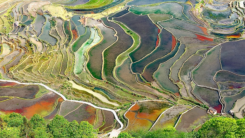 Honghe_Hani_Rice_Terraces_Sparkle_in_Sunlight