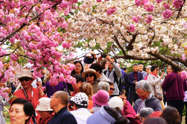 Late_Blooming_Cherry_Blossoms_Shine_at_Yuyuantan_Park