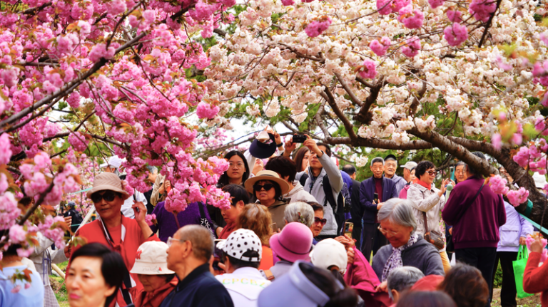 Late_Blooming_Cherry_Blossoms_Shine_at_Yuyuantan_Park