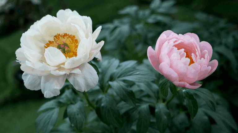 Latin_American_Journalists_Explore_Luoyang_s_Timeless_Peony_Heritage