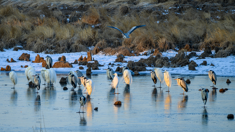 Li_Xian_s_Bird_Photography_Sparks_Conservation_Passion - Namaste Headlines Li_Xian_s_Bird_Photography_Sparks_Conservation_Passion