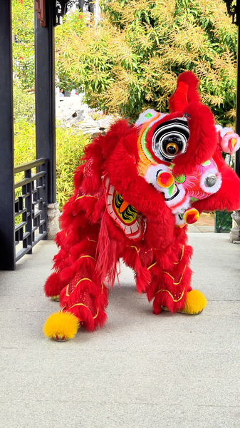Lion_Dancing_s_Adorable_Grooming_Rituals_Steal_the_Show_poster - Namaste Headlines Lion_Dancing_s_Adorable_Grooming_Rituals_Steal_the_Show video poster
