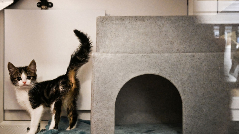 London_Shelter_Sees_Surge_in_Pet_Abandonment_Amid_Rising_Costs