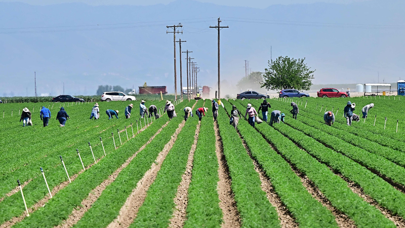 Tariff Turmoil: U.S. Farmers Hit Hard by Trump’s Trade Moves