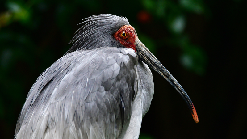 New_Life_at_Mount_Langshan__Crested_Ibis_Chick_Signals_Hope