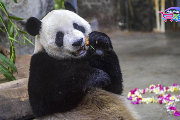Panda Brothers Bring Joy at Hainan Tropical Wildlife Park! Panda_Brothers_Bring_Joy_at_Hainan_Tropical_Wildlife_Park_ video poster