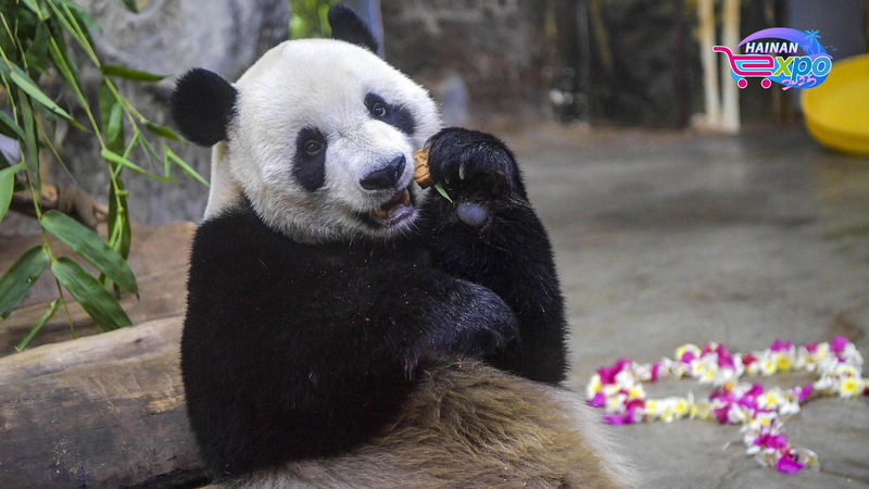 Panda_Brothers_Bring_Joy_at_Hainan_Tropical_Wildlife_Park__poster - Namaste Headlines Panda_Brothers_Bring_Joy_at_Hainan_Tropical_Wildlife_Park_ video poster