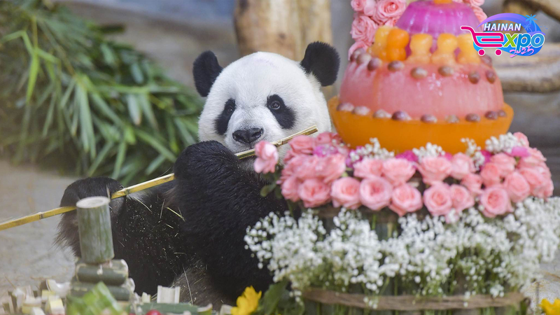 Panda_Brothers_Charm_at_Hainan_Wildlife_Park_poster - Namaste Headlines Panda_Brothers_Charm_at_Hainan_Wildlife_Park video poster