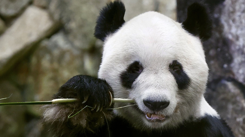 Panda_Homecoming__Four_Icons_Return_to_China_