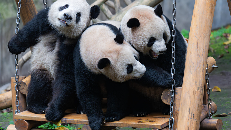 Panda_Pandemonium__A_Day_at_Chongqing_Zoo - Namaste Headlines Panda_Pandemonium__A_Day_at_Chongqing_Zoo