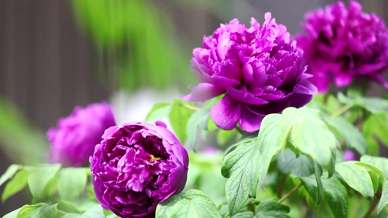 Peony_Blooms_Bridge_Cultures_at_2025_Forum video poster