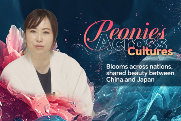 Peony_Blooms_Unite_Cultures__China___Japan_in_Harmony video poster