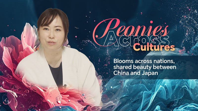 Peony_Blooms_Unite_Cultures__China___Japan_in_Harmony_poster - Namaste Headlines Peony_Blooms_Unite_Cultures__China___Japan_in_Harmony video poster