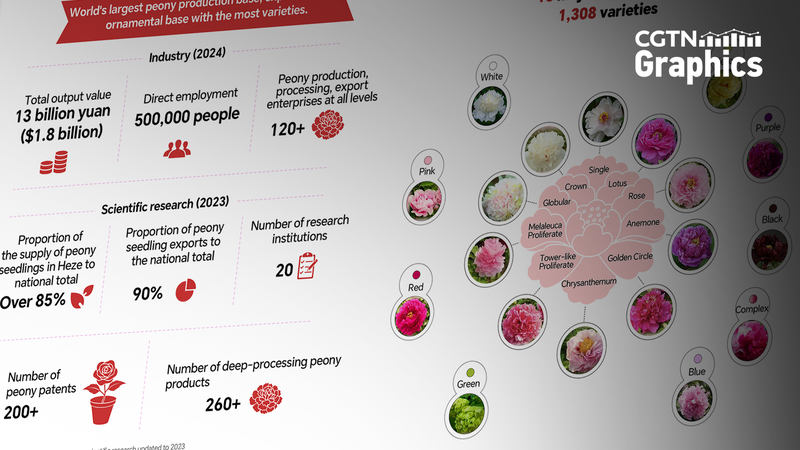 Peony_Power__Blossoming_Culture___Economy