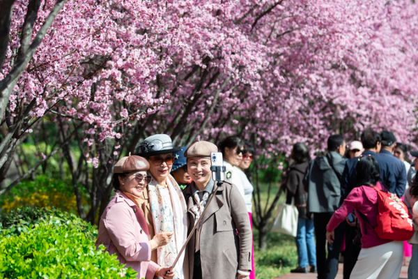 Qingming Festival Fuels Domestic Travel Boom Qingming_Festival_Fuels_Domestic_Travel_Boom