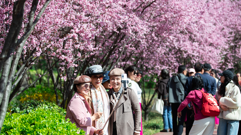 Qingming_Festival_Fuels_Domestic_Travel_Boom - Namaste Headlines Qingming_Festival_Fuels_Domestic_Travel_Boom