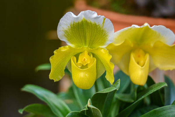 Sci-Tech Saves a Rediscovered Floral Treasure in Guangdong Sci_Tech_Saves_a_Rediscovered_Floral_Treasure_in_Guangdong