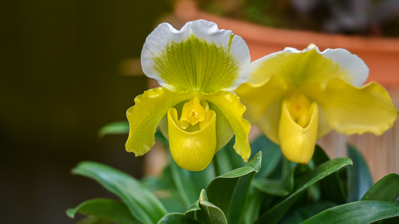 Sci_Tech_Saves_a_Rediscovered_Floral_Treasure_in_Guangdong