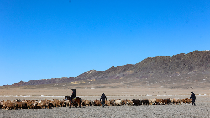 Sheep_Riding_Special_Buses__Xinjiang_s_Unique_Spring_Journey video poster