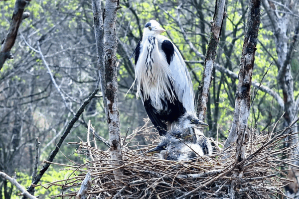 Sky-High Heron Nurseries Light Up Shanxi! Sky_High_Heron_Nurseries_Light_Up_Shanxi_ video poster