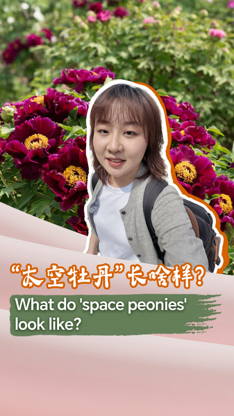 Space_Peonies__Blossoms_Born_in_Orbit_poster - Namaste Headlines Space_Peonies__Blossoms_Born_in_Orbit video poster