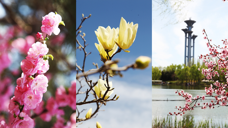Spring_Splendor_at_Beijing_s_Olympic_Forest_Park - Namaste Headlines Spring_Splendor_at_Beijing_s_Olympic_Forest_Park