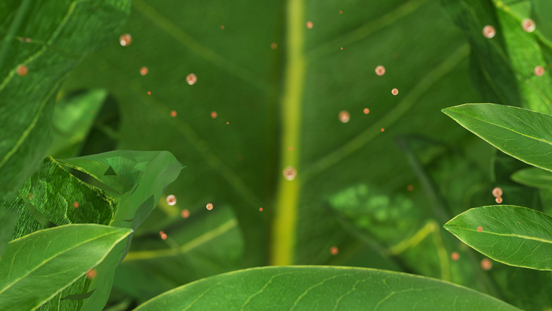 Study_Reveals_Plant_Leaves_Absorb_Airborne_Microplastics