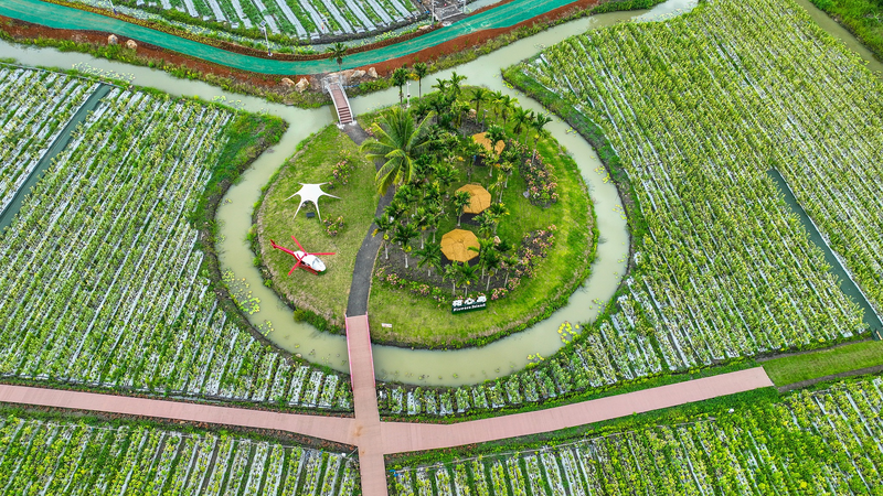 TZNMKPRLGK8D1WPKLCYX - Namaste Headlines Discover Qionghai’s Tropical Fruit Paradise in Hainan video poster