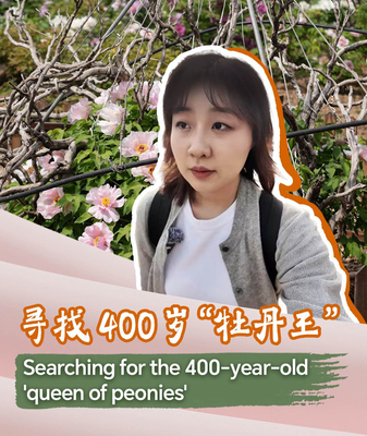 Unveiling_the_400_Year_Old_Queen_of_Peonies video poster