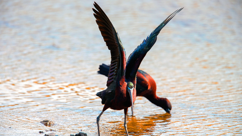 Vibrant_Glossy_Ibises_in_Qingdao_Signal_Eco_Revival - Namaste Headlines Vibrant_Glossy_Ibises_in_Qingdao_Signal_Eco_Revival