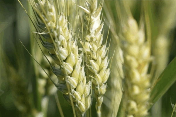 Henan’s High-Tech Wheat Harvest Begins Amid Drought Challenges Henan’s High-Tech Wheat Harvest Begins Amid Drought Challenges video poster
