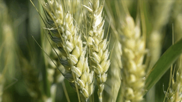 09FC77XOG78U606IJ6H5 - Namaste Headlines Henan’s High-Tech Wheat Harvest Begins Amid Drought Challenges video poster