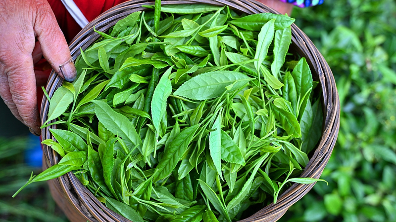 Secret to Fresher Late-Spring Tea Unlocked 🍵 Secret to Fresher Late-Spring Tea Unlocked 🍵