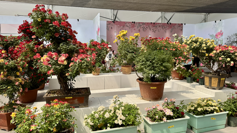 Roses Blooming: Bridging Cultures at Beijing’s Rose Fest Roses Blooming: Bridging Cultures at Beijing’s Rose Fest video poster