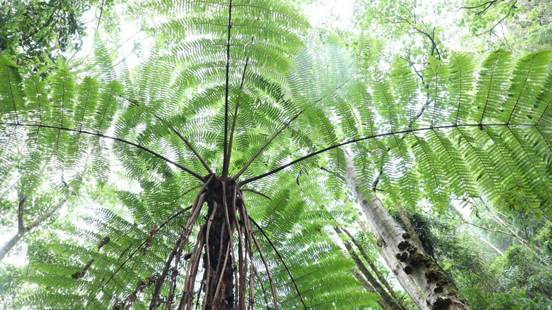 Ancient_Ferns_Flourish_in_Hidden_Yunnan_Forest